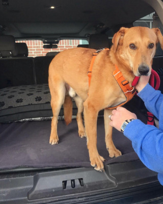 Illustration de l'article : Sans famille pour l’accueillir, ce chien a patienté durant plus de 600 jours dans un refuge