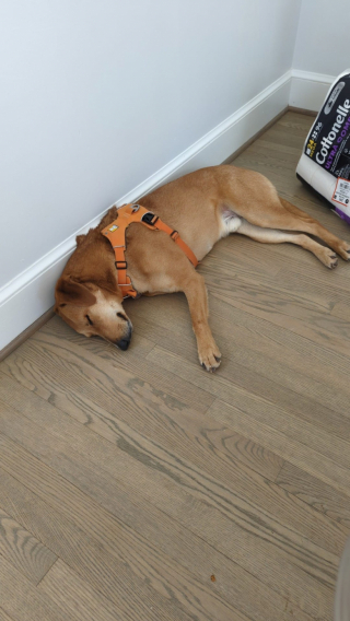 Illustration de l'article : Sans famille pour l’accueillir, ce chien a patienté durant plus de 600 jours dans un refuge