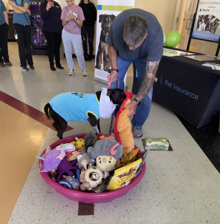 Illustration de l'article : Une chienne a passé plus de 1000 jours dans un refuge avant qu’un nouvel espoir se présente (vidéo)