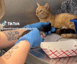 Illustration de l'article : Sensible à la situation de ces chatons, cette chatte n’hésite pas un seul instant avant de les nourrir (vidéo)