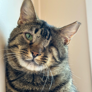 Illustration de l'article : Des sauveteurs piègent par inadvertance un chat errant mal en point et transforment sa vie pour toujours