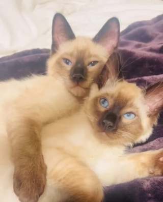 Illustration de l'article : Adopté par une famille généreuse, ce chat Siamois a accueilli son frère avec une vive émotion (vidéo)