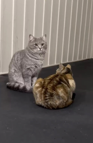 Illustration de l'article : Peureuse et timide, cette chatte mystérieuse a accordé sa confiance à une inconnue après plusieurs mois (vidéo)