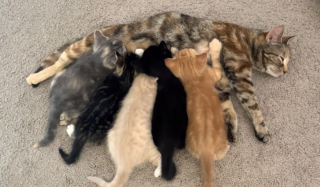 Illustration de l'article : Peureuse et timide, cette chatte mystérieuse a accordé sa confiance à une inconnue après plusieurs mois (vidéo)