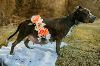 Illustration de l'article : Une chienne sur le point d’accoucher de 12 chiots retrouvée enfermée dans une cage étroite