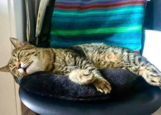 Illustration de l'article : Ce chat errant mal en point attendait juste la bonne personne pour que sa vie change