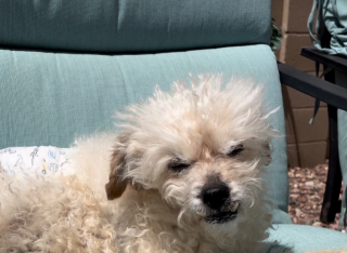 Illustration de l'article : La réaction poignante d’un chien entendant la voix de son meilleur ami canin décédé (vidéo)