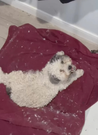 Illustration de l'article : Elle emm&egrave;ne une chienne errante chez le toiletteur et d&eacute;couvre qu&rsquo;une surprise se cachait sous ses poils emm&ecirc;l&eacute;s