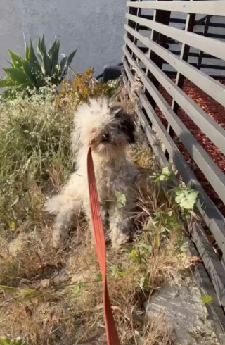 Illustration de l'article : Elle emm&egrave;ne une chienne errante chez le toiletteur et d&eacute;couvre qu&rsquo;une surprise se cachait sous ses poils emm&ecirc;l&eacute;s