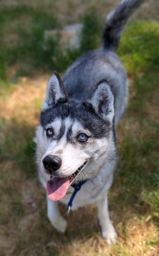 Illustration de l'article : Un an après avoir été sauvée d’une situation de grande maltraitance, cette chienne renoue avec une vie digne et stable