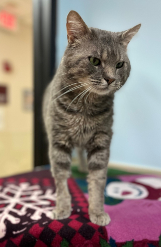 Illustration de l'article : Malgré un caractère en or, ce chat atteint d’une maladie a dû attendre de longs mois avant de rencontrer de futurs adoptants   