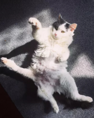 Illustration de l'article : Malgré sa maladie et son handicap, cette chatte à 5 pattes s’est montrée joyeuse et fidèle jusqu’au bout