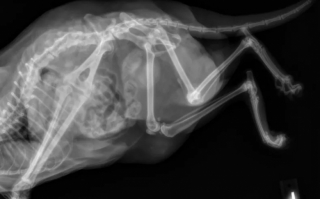 Illustration de l'article : Malgré sa maladie et son handicap, cette chatte à 5 pattes s’est montrée joyeuse et fidèle jusqu’au bout