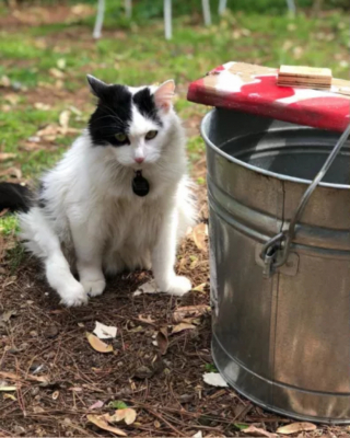 Illustration de l'article : Malgré sa maladie et son handicap, cette chatte à 5 pattes s’est montrée joyeuse et fidèle jusqu’au bout