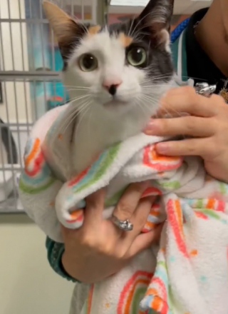 Illustration de l'article : Une deuxième chance bien méritée pour cette chatte abandonnée parce qu’elle perdait trop de poils