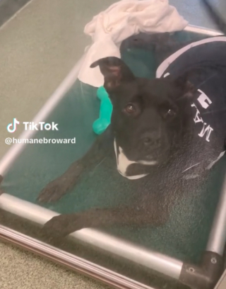 Illustration de l'article : Après plus de 6 mois passés au sein d’un refuge, cette chienne découvre la joie de pouvoir rejoindre un foyer (vidéo)