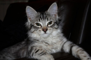 Illustration de l'article : Pensant avoir définitivement perdu leur chat durant plus de 11 ans, des propriétaires ont reçu un appel bouleversant et plein d’espoir