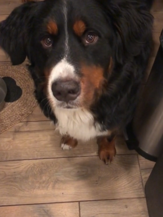 Illustration de l'article : Ce chien fait l’innocent après avoir fait une bêtise, mais la discrétion n’est pas son point fort (vidéo)