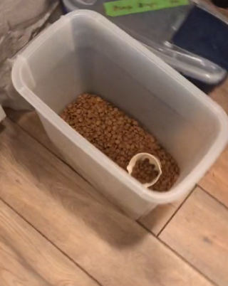 Illustration de l'article : Ce chien fait l’innocent après avoir fait une bêtise, mais la discrétion n’est pas son point fort (vidéo)