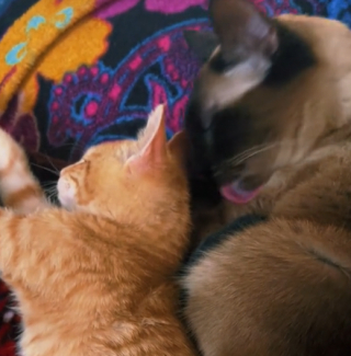 Illustration de l'article : Cette chatte n’acceptait plus les chatons depuis qu'elle a perdu les siens, mais s'est liée d'amitié avec un petit orphelin (vidéo)