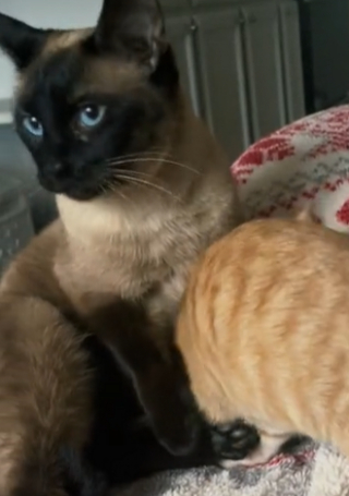 Illustration de l'article : Cette chatte n’acceptait plus les chatons depuis qu'elle a perdu les siens, mais s'est liée d'amitié avec un petit orphelin (vidéo)