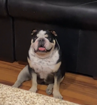 Illustration de l'article : Un Boxer endeuillé par la perte de son frère se reconstruit auprès d’un jeune congénère arrivé récemment chez lui