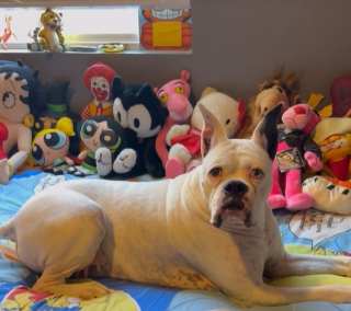 Illustration de l'article : Un Boxer endeuillé par la perte de son frère se reconstruit auprès d’un jeune congénère arrivé récemment chez lui