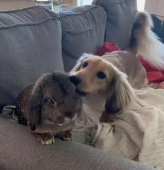 Illustration de l'article : Sur TikTok, une vidéo humoristique met en avant l’amitié touchante qui lie un chien et un lapin