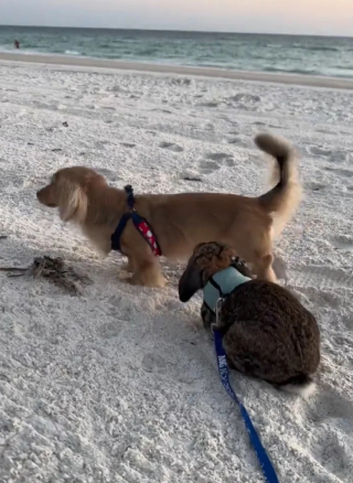 Illustration de l'article : Sur TikTok, une vidéo humoristique met en avant l’amitié touchante qui lie un chien et un lapin