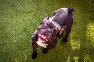 Illustration de l'article : Cette chienne aveugle au lourd passé a dû franchir de multiples obstacles pour s’en sortir (vidéo)