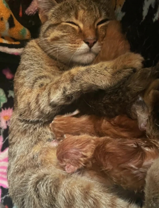 Illustration de l'article : Allergique aux poils de chat, cette jeune femme ne pensait pas tomber un jour sous le charme d’une chatte dans le besoin (vidéo)