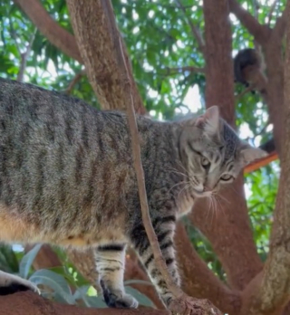 Illustration de l'article : À Hawaï, un sanctuaire paradisiaque dédié aux chats rencontre un grand succès relayé sur les réseaux sociaux (vidéo)