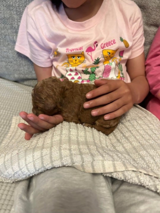 Illustration de l'article : Durant sa séance de footing, une femme entend la plainte d’un chiot parmi les ordures et vient à son secours