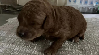 Illustration de l'article : Durant sa séance de footing, une femme entend la plainte d’un chiot parmi les ordures et vient à son secours