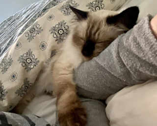 Illustration de l'article : À 12 ans, cette chatte reprend goût à la vie après un chapitre difficile