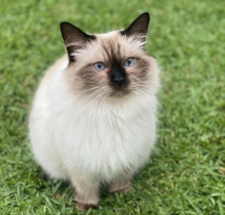 Illustration de l'article : À 12 ans, cette chatte reprend goût à la vie après un chapitre difficile