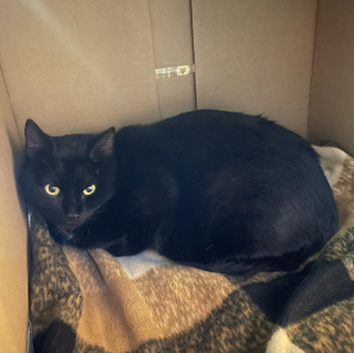 Illustration de l'article : La r&eacute;activit&eacute; d&rsquo;un bon samaritain permet &agrave; plusieurs chatons de na&icirc;tre dans de bonnes conditions