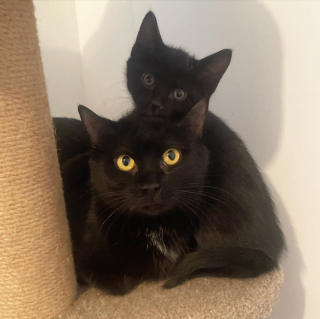 Illustration de l'article : La r&eacute;activit&eacute; d&rsquo;un bon samaritain permet &agrave; plusieurs chatons de na&icirc;tre dans de bonnes conditions