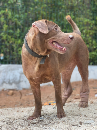 Illustration de l'article : Abandonné durant la pandémie du Covid-19, ce chien livré à lui-même a développé une maladie auto-immune préoccupante (vidéo)