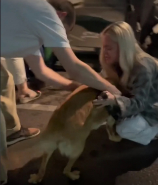 Illustration de l'article : Après 3 mois passés loin de ses humains, ce chien les retrouve à l’aéroport avec une vive émotion (vidéo)