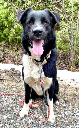 Illustration de l'article : Ils abandonnent leur chien et laissent une note autour de son cou qui scandalise la propri&eacute;taire d&rsquo;une pension canine