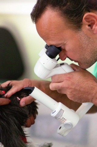Illustration de l'article : Laurent Bouhanna, le docteur qui révolutionne la médecine vétérinaire avec Ophtavet, une clinique spécialisée dans l’ophtalmologie pour animaux