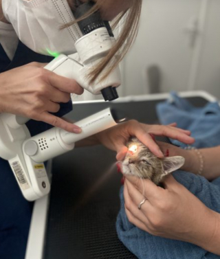 Illustration de l'article : Laurent Bouhanna, le docteur qui révolutionne la médecine vétérinaire avec Ophtavet, une clinique spécialisée dans l’ophtalmologie pour animaux