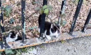Illustration de l'article : Un homme interrompt sa promenade à proximité d’un cimetière lorsqu’il entend l’appel au secours de jeunes félins