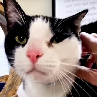 Illustration de l'article : Jugé « trop affectueux » par son ancienne maîtresse, ce chat a trouvé du réconfort auprès des internautes