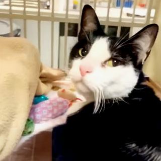 Illustration de l'article : Jugé « trop affectueux » par son ancienne maîtresse, ce chat a trouvé du réconfort auprès des internautes