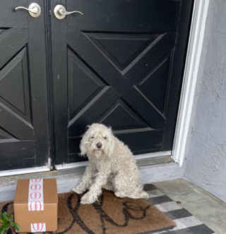 Illustration de l'article : Un chien désespéré s’assoit devant une maison et frappe à la bonne porte
