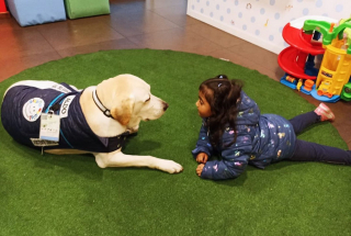 Illustration de l'article : Grâce à Aldo, un chien d’assistance dentaire, les enfants n’ont plus peur d’aller chez le dentiste