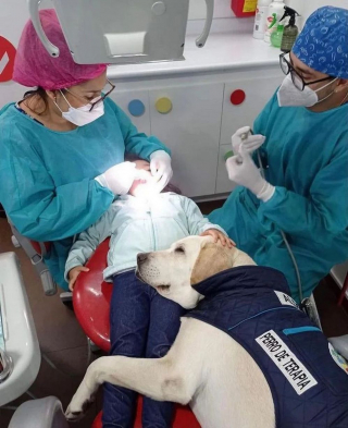 Illustration de l'article : Grâce à Aldo, un chien d’assistance dentaire, les enfants n’ont plus peur d’aller chez le dentiste