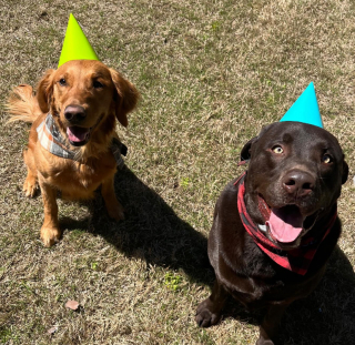 Illustration de l'article : Des chiens retrouvent leur âme de chiot lorsqu’ils découvrent une piñata spécialement faite pour eux (vidéo)